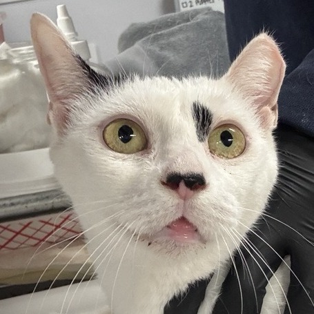 Foxy - Domestic Shorthair