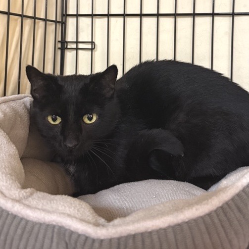 Peep Eye - Domestic Shorthair