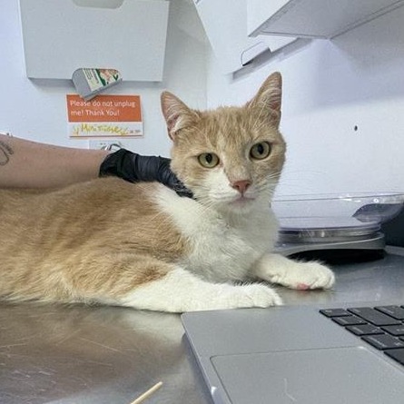 Luther - Domestic Shorthair