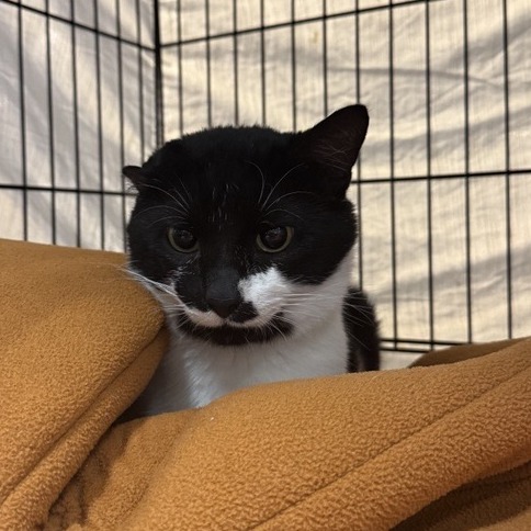 Cliff - Domestic Shorthair