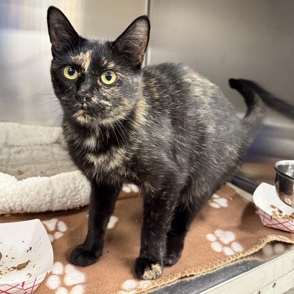 Libby - Domestic Shorthair