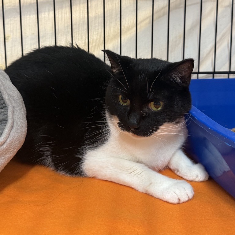 Raine - Domestic Shorthair