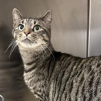 Marge - Domestic Shorthair