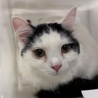 Enzo - Domestic Shorthair