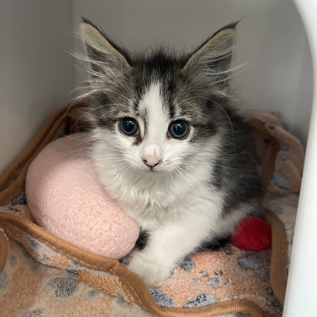 Xenomorph - Domestic Shorthair