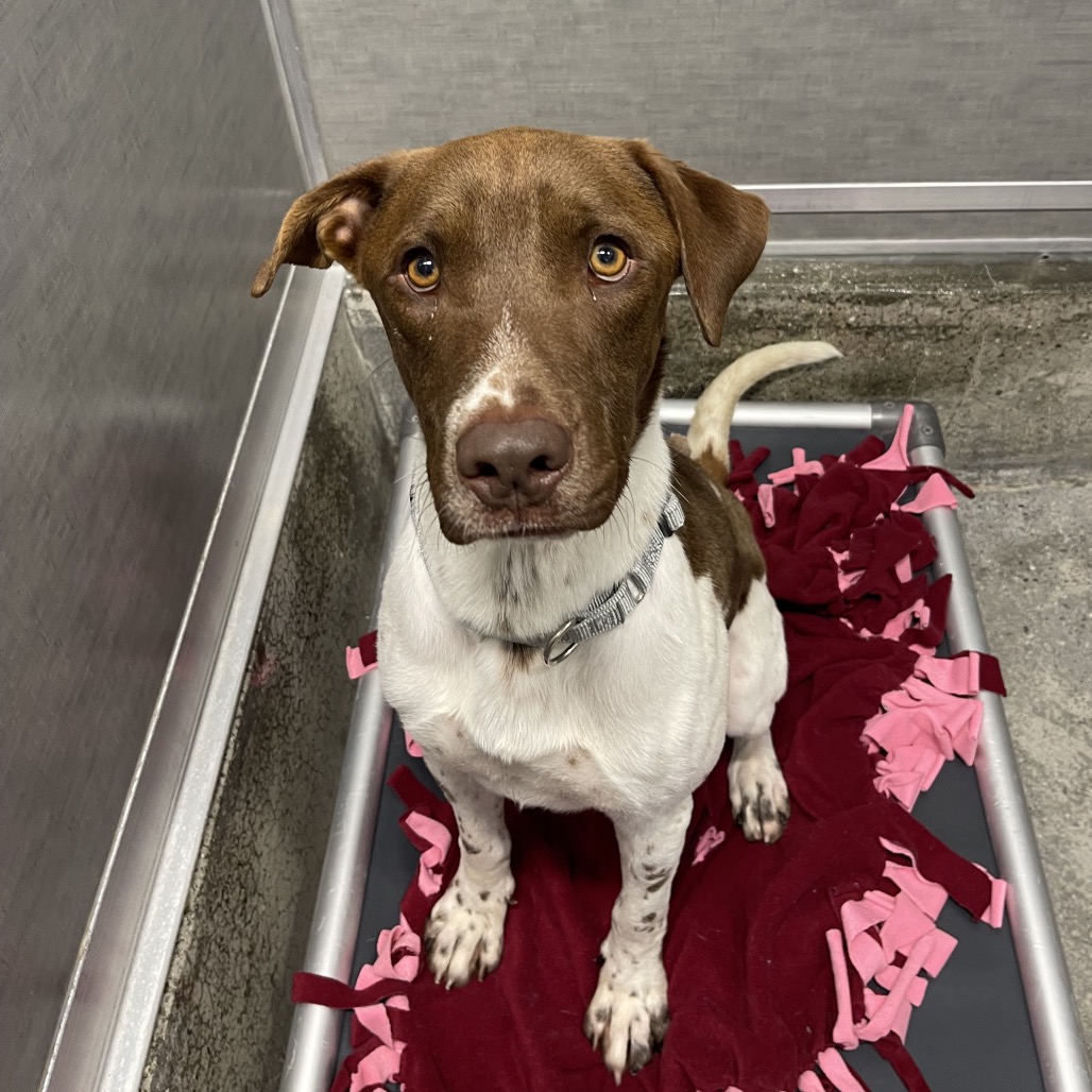 Ramon - Pointer, English/Retriever, Labrador