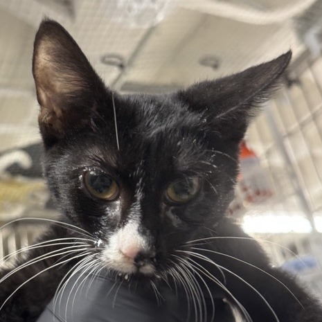 Dobby - Domestic Shorthair