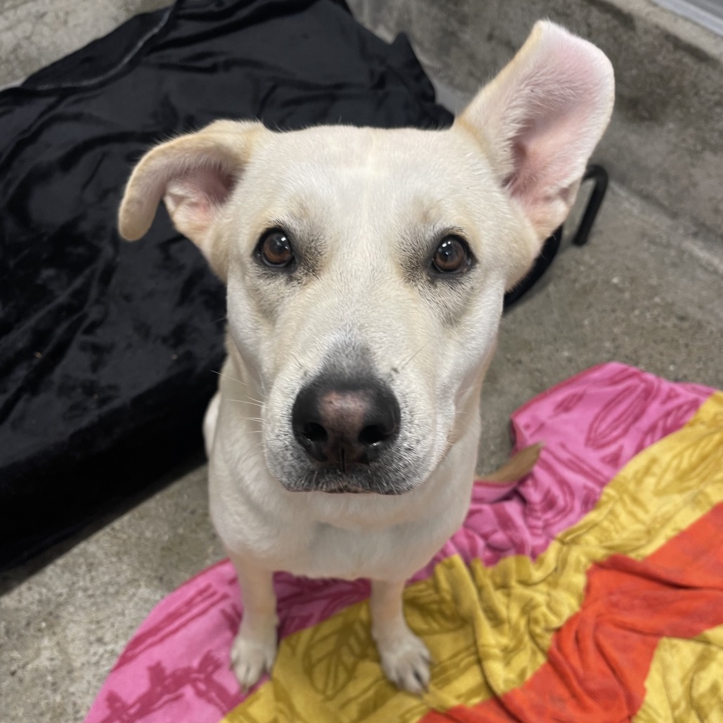 Banjo - Shepherd, German/Mix