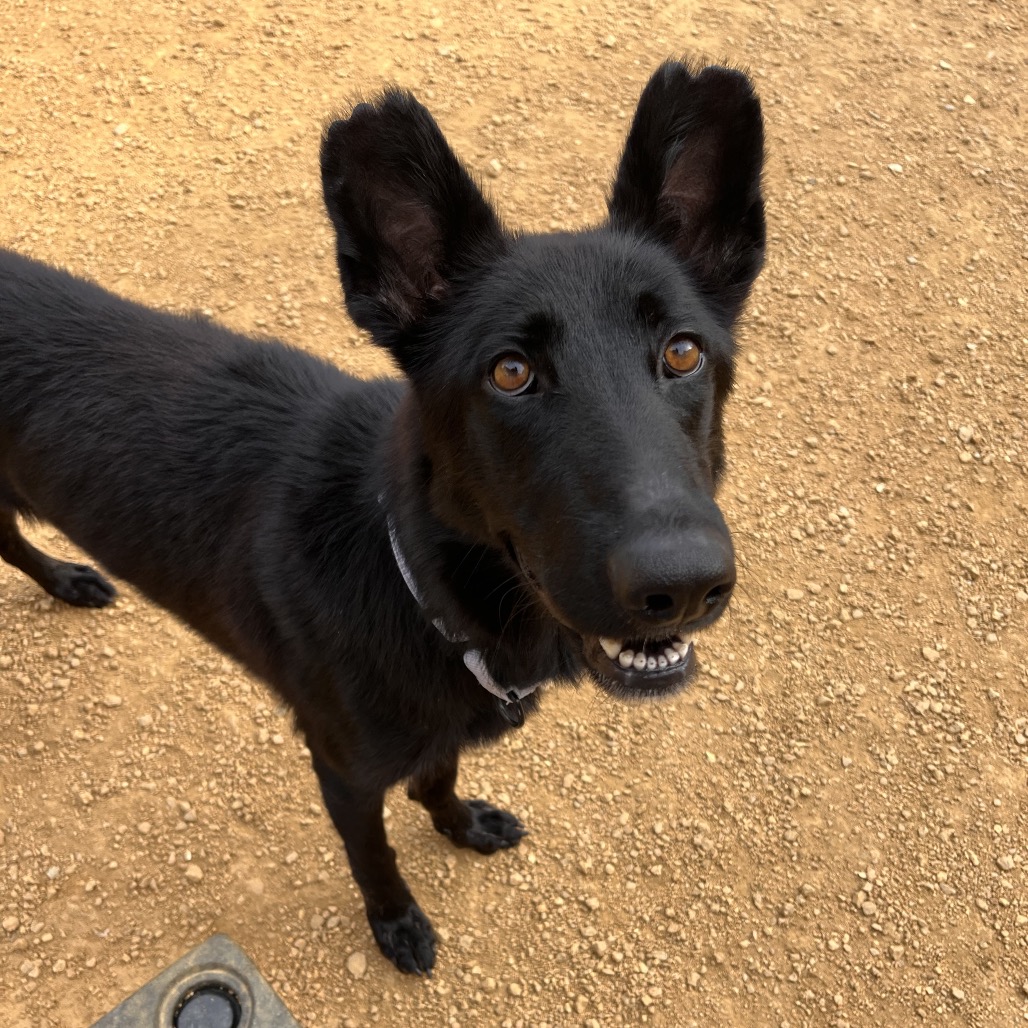 Ava Zoe - Mixed Breed (Medium)