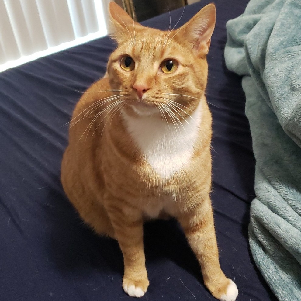 Jean Grey - Domestic Shorthair