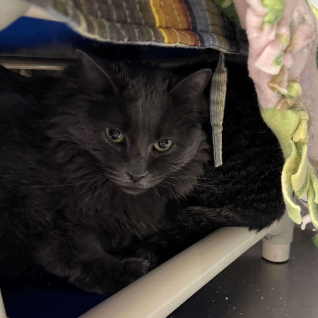 Jadzia Dax - Domestic Medium Hair