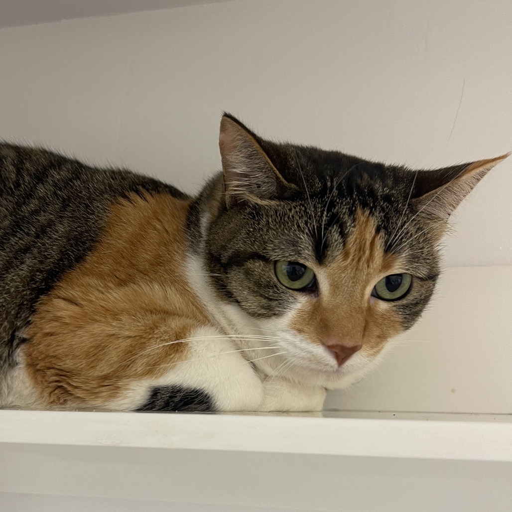 Gertrude - Domestic Shorthair