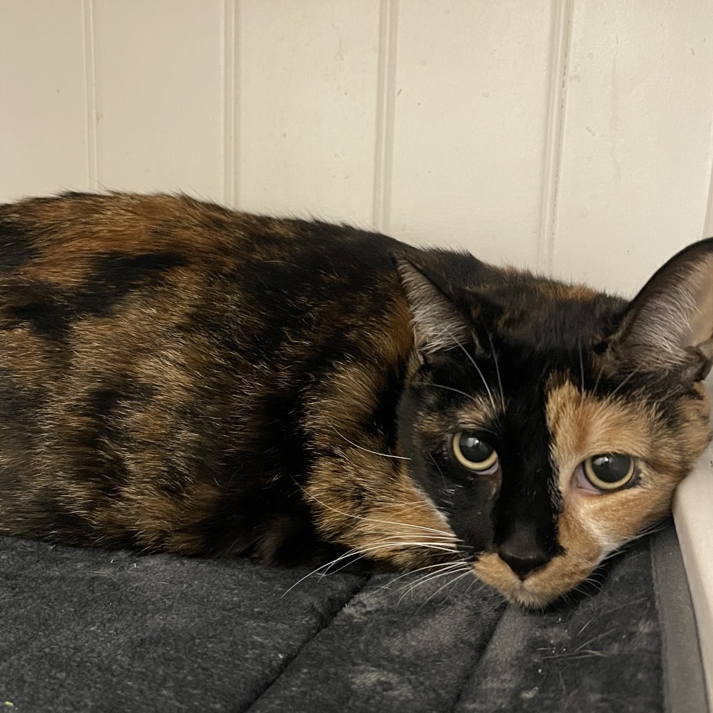 Giselle - Domestic Shorthair