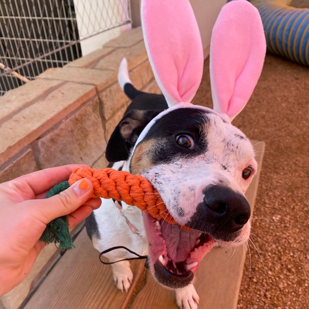 Maggie - Mixed Breed (Medium)