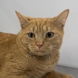 Hercules - Domestic Shorthair