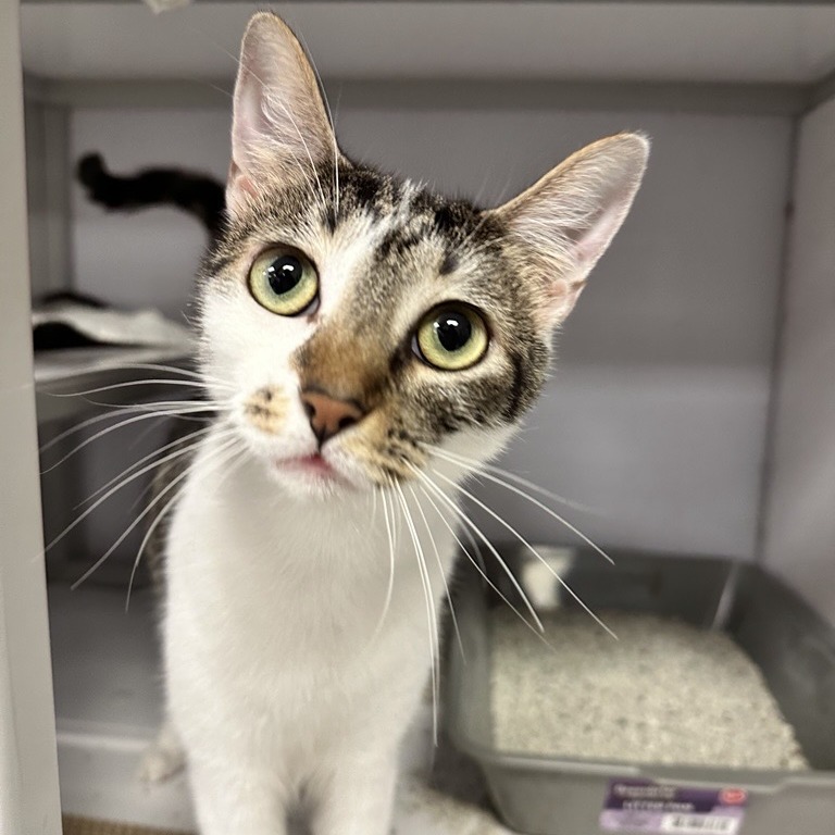 Ruth Badger - Domestic Shorthair