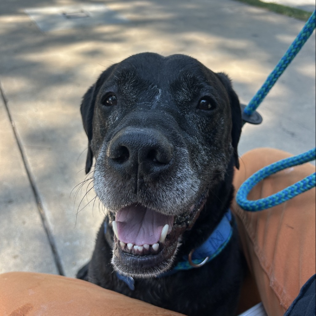 The King - Mixed Breed (Large)/Retriever, Black Labrador