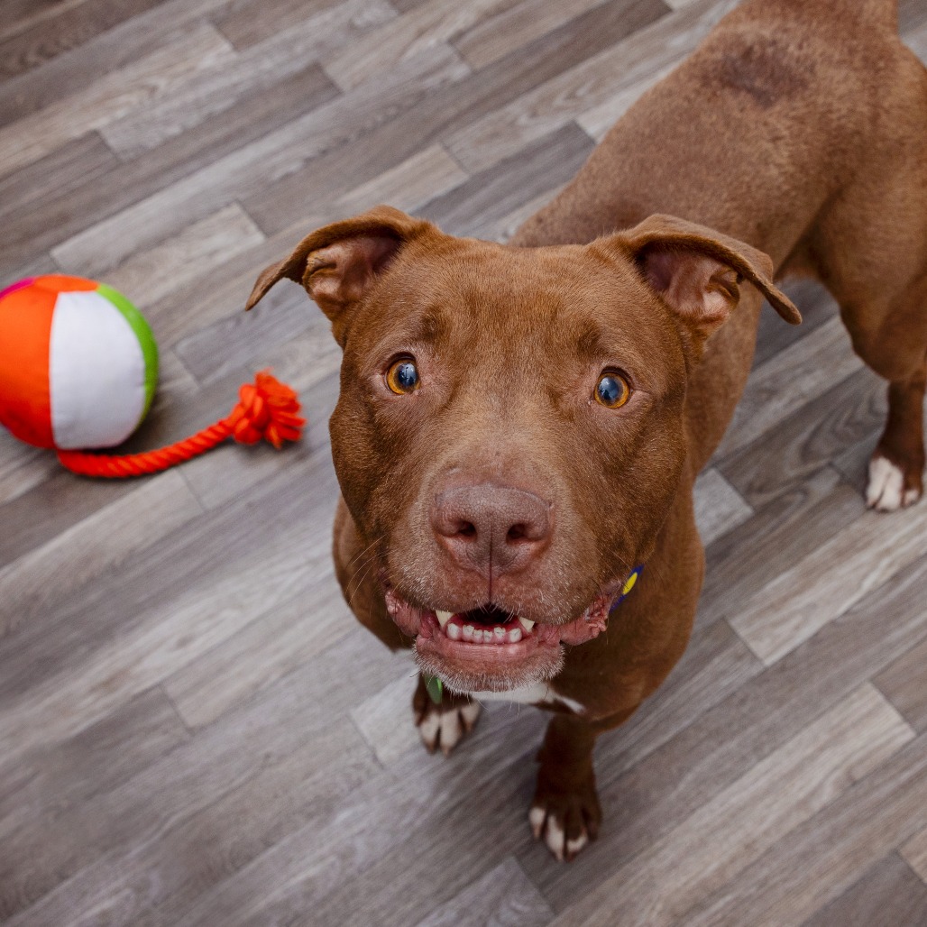 Clark Kent - Terrier, American Staffordshire/Mix