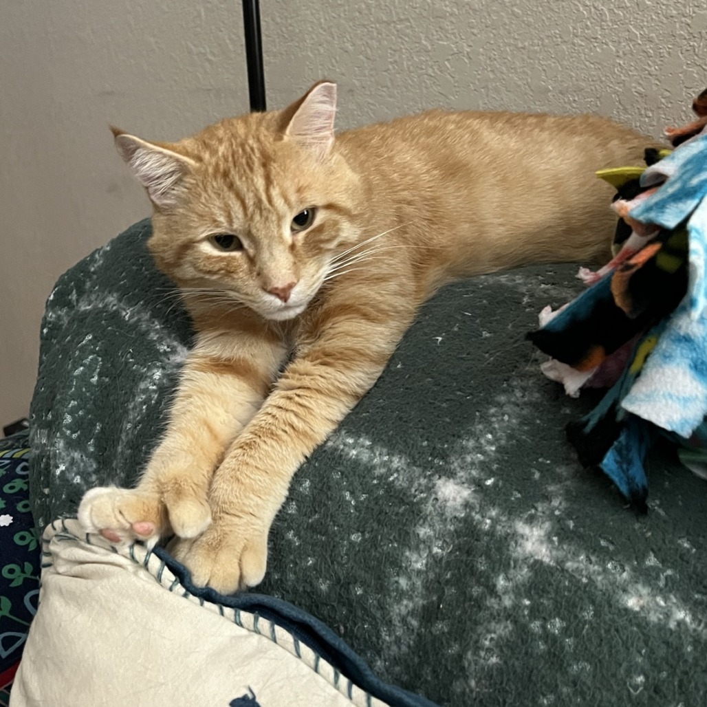 Yogi - Domestic Shorthair