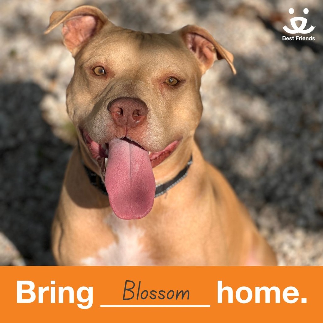 Blossom - Mixed Breed (Medium)
