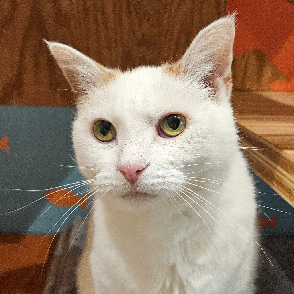 Bridget - Domestic Shorthair