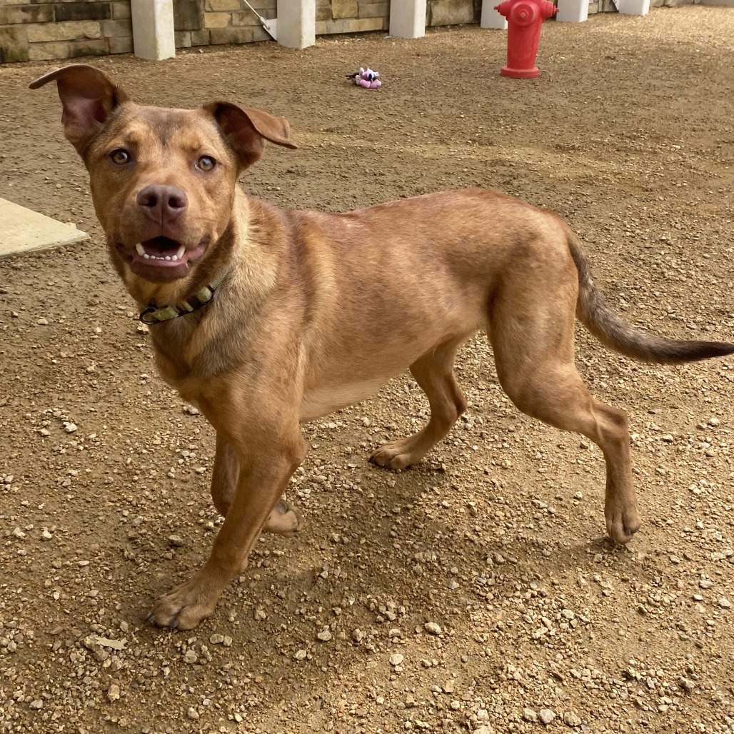 Otter - Mixed Breed (Medium)