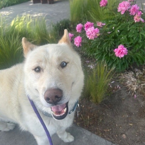 Pabu - Mixed Breed (Medium)/Husky