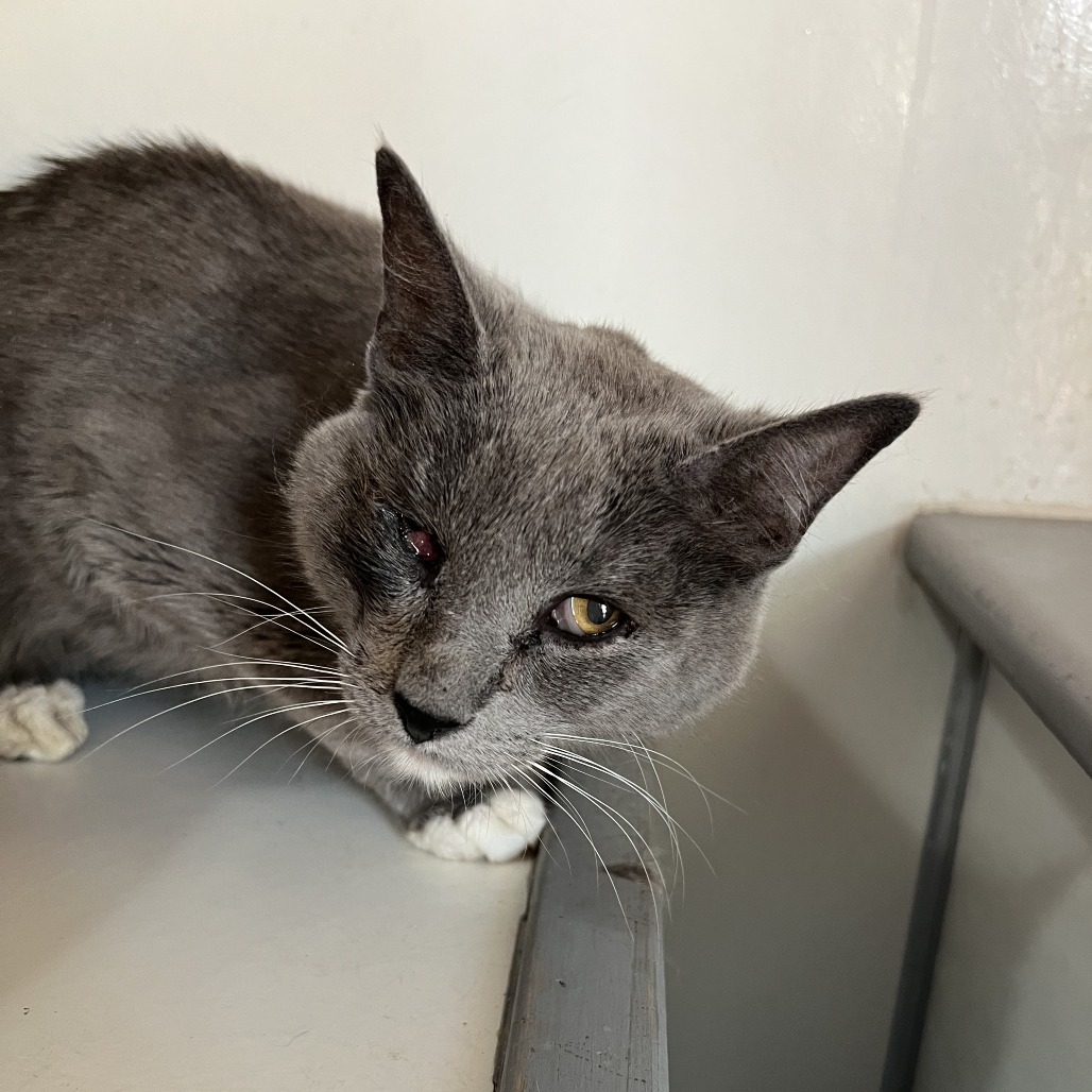 Adoptable Female Female