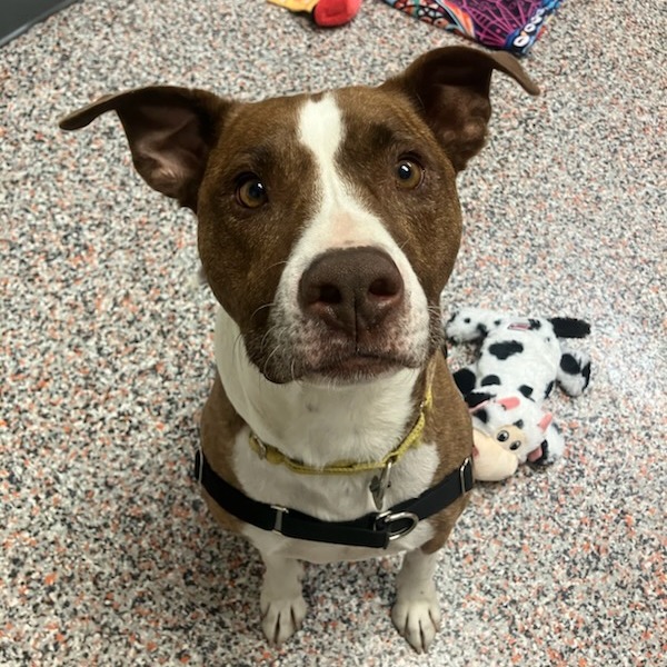 Dino - Terrier, Pit Bull/Mixed Breed (Medium)