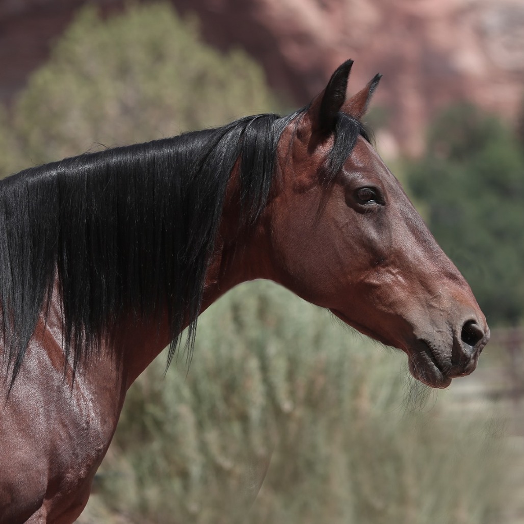 Charity - Tennessee Walking Horse