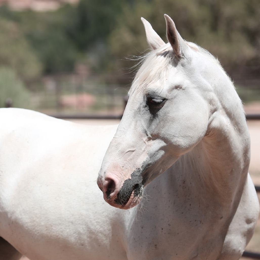 Spirit - Tennessee Walking Horse