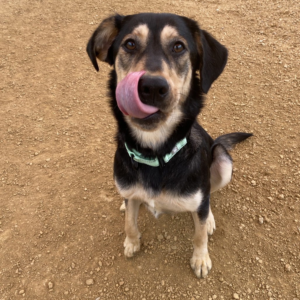 Lucy - Mixed Breed (Medium)