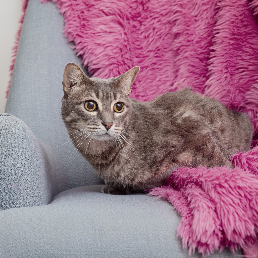 Baleen - Domestic Shorthair