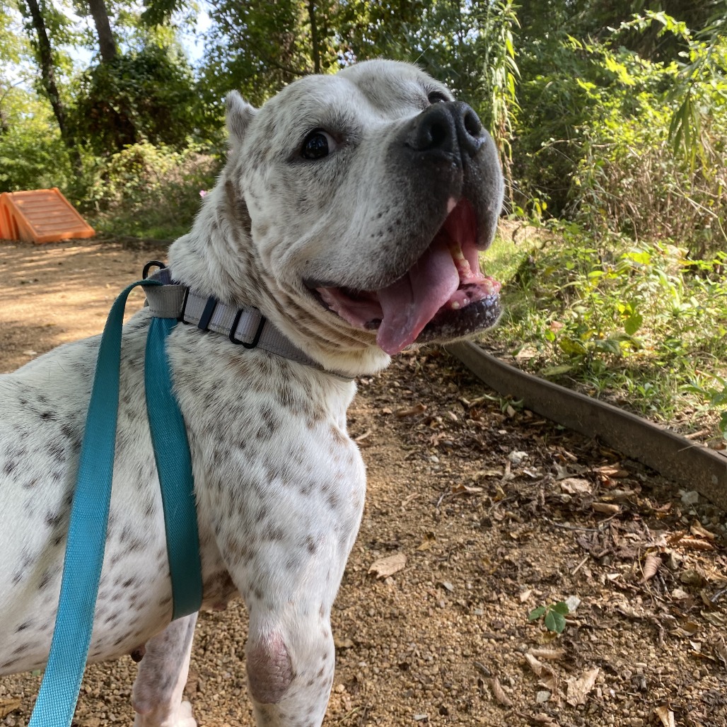 Coffee Bean - Mixed Breed (Medium)