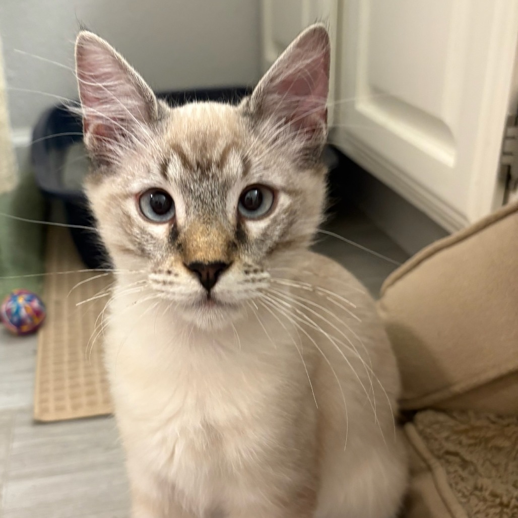 Water - Domestic Shorthair/Siamese