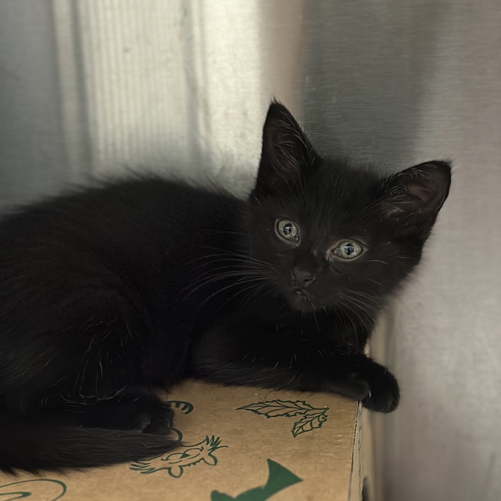 Toulouse - Domestic Shorthair