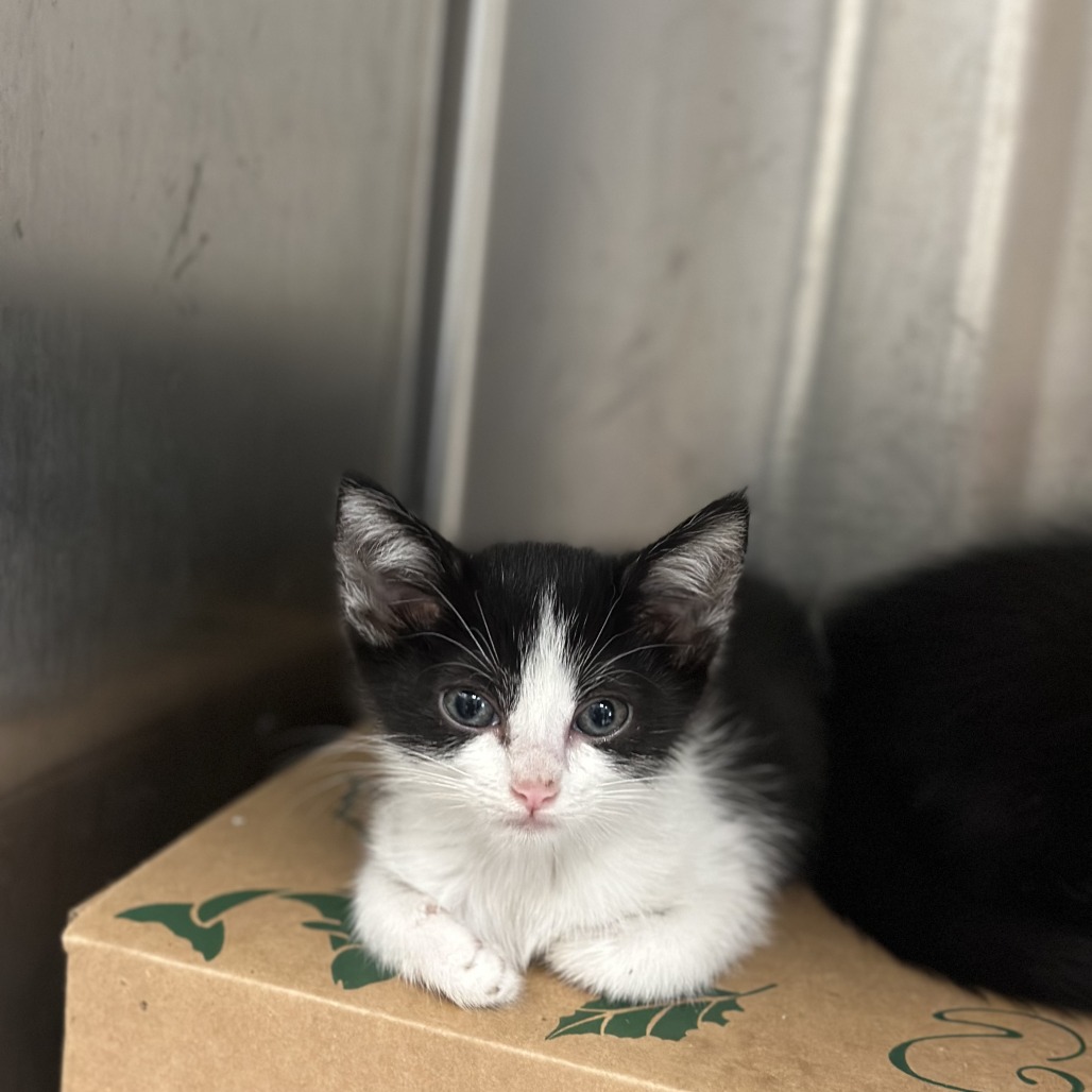 Gwen - Domestic Shorthair