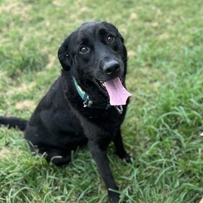 Kevin - Retriever, Black Labrador/Mixed Breed (Large)