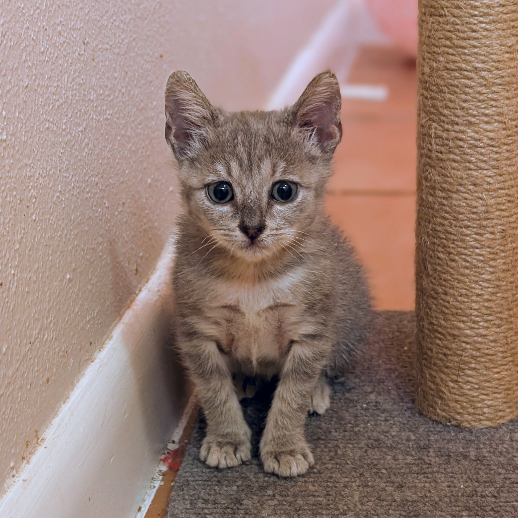 Darlene - Domestic Shorthair