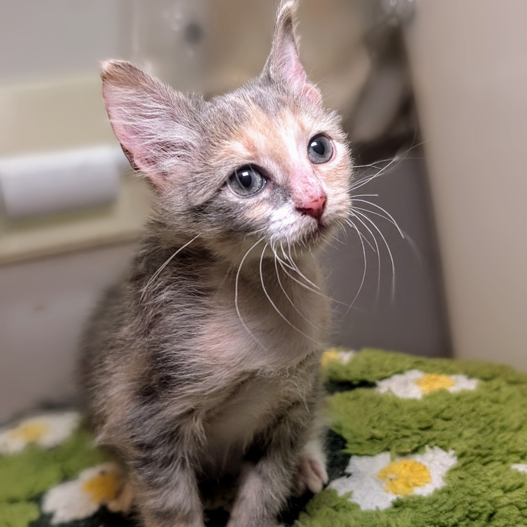 Daisy - Domestic Shorthair