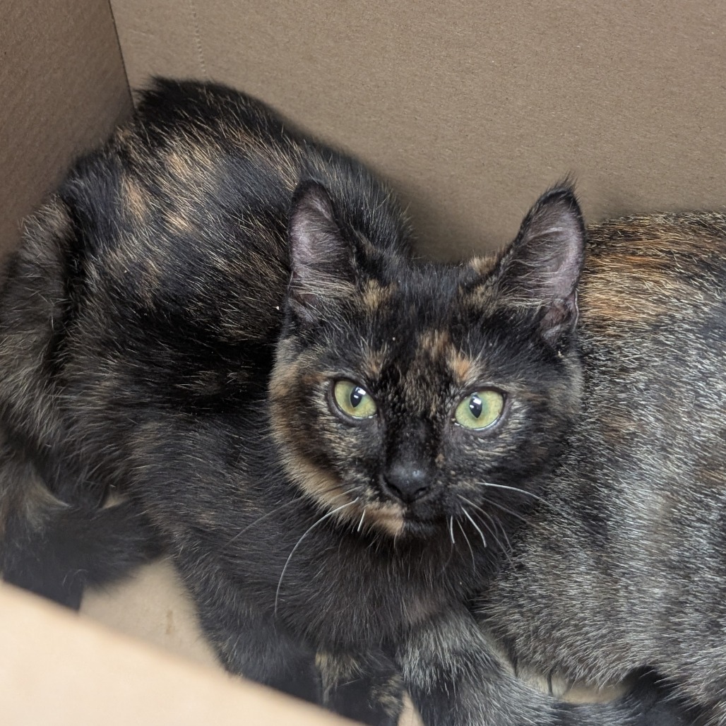 Marilyn - Domestic Shorthair