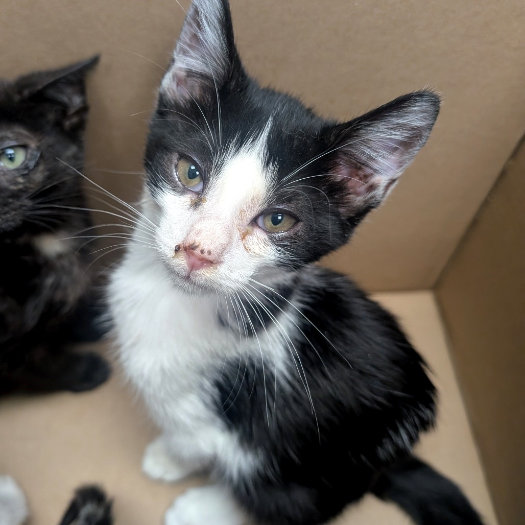 Renzo - Domestic Shorthair