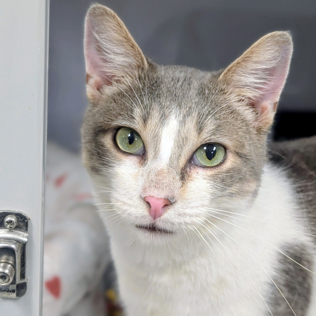 Owen Grady - Domestic Shorthair