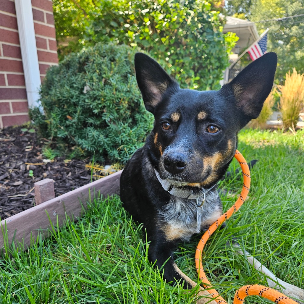 Rosemary - Mixed Breed (Medium)/Cattle Dog