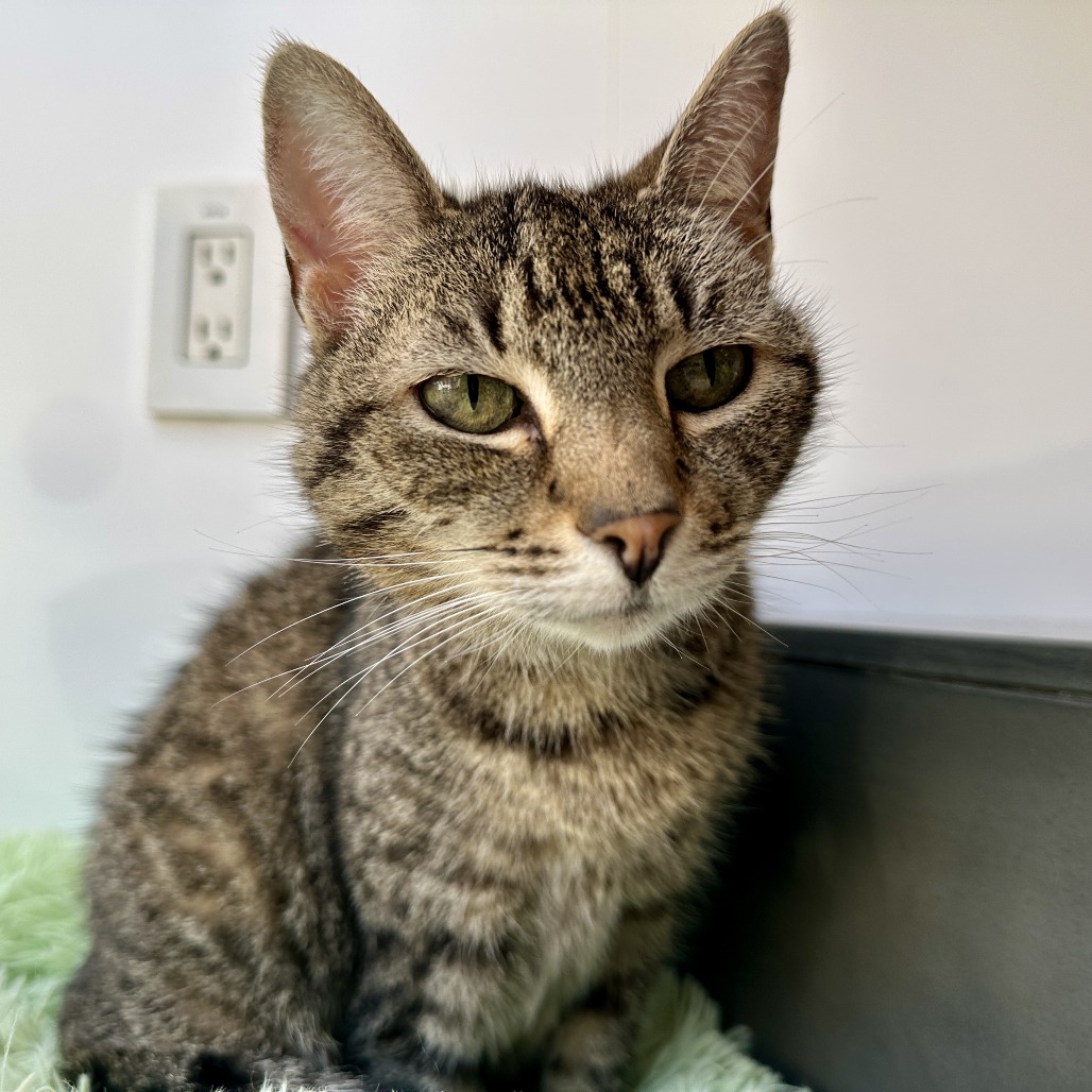 Whiskers - Domestic Shorthair