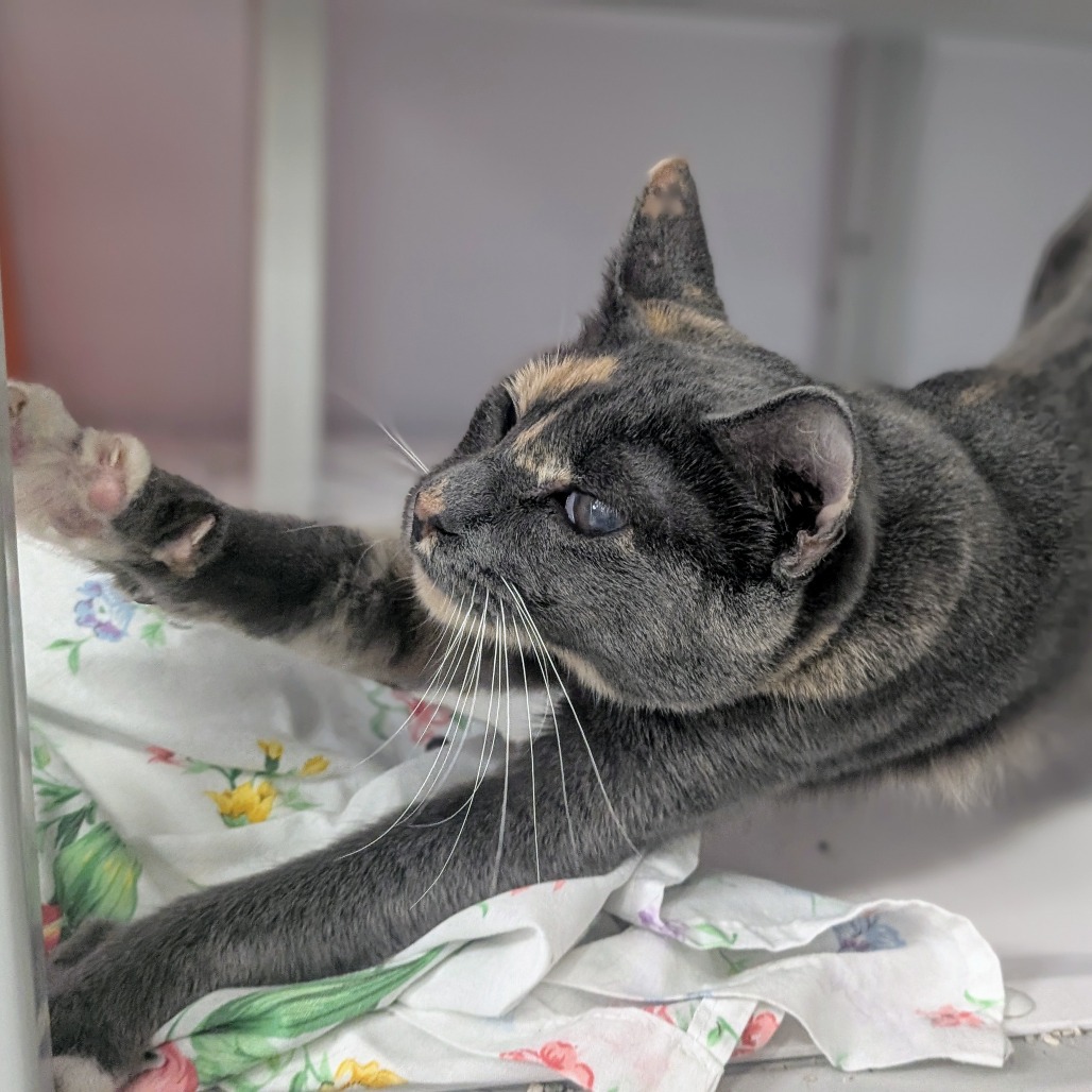 Saria - Domestic Shorthair