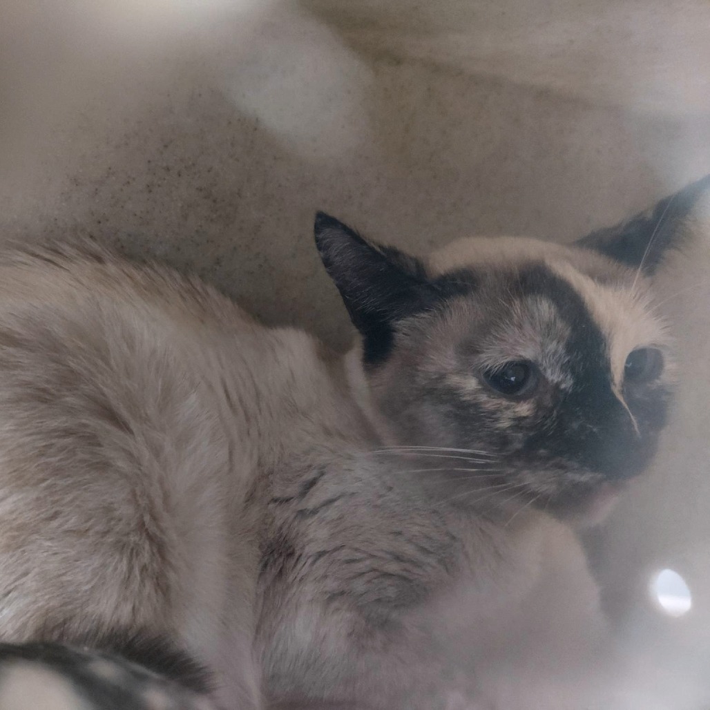 Copper Onion - Domestic Shorthair