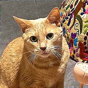 Henry - Domestic Shorthair