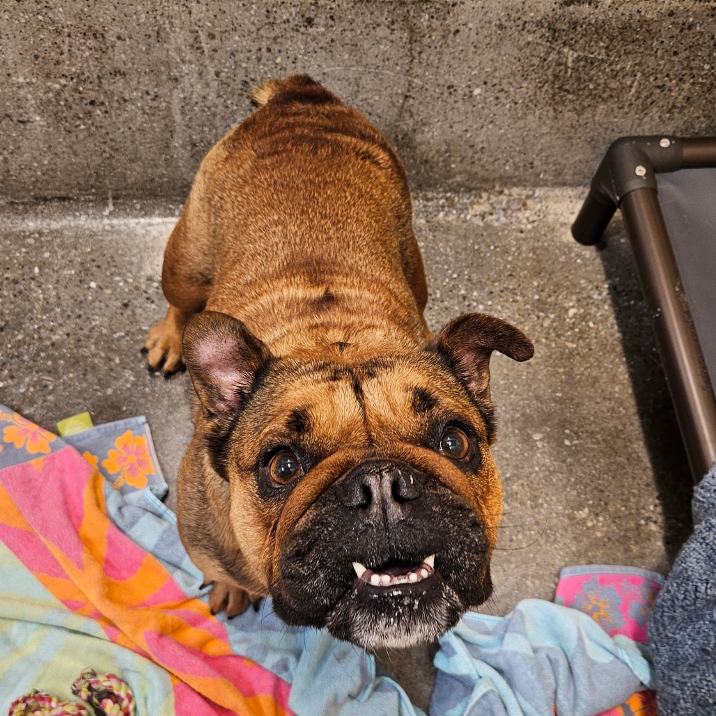 Koopa - Bulldog, English/Mix