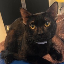 York - Domestic Shorthair